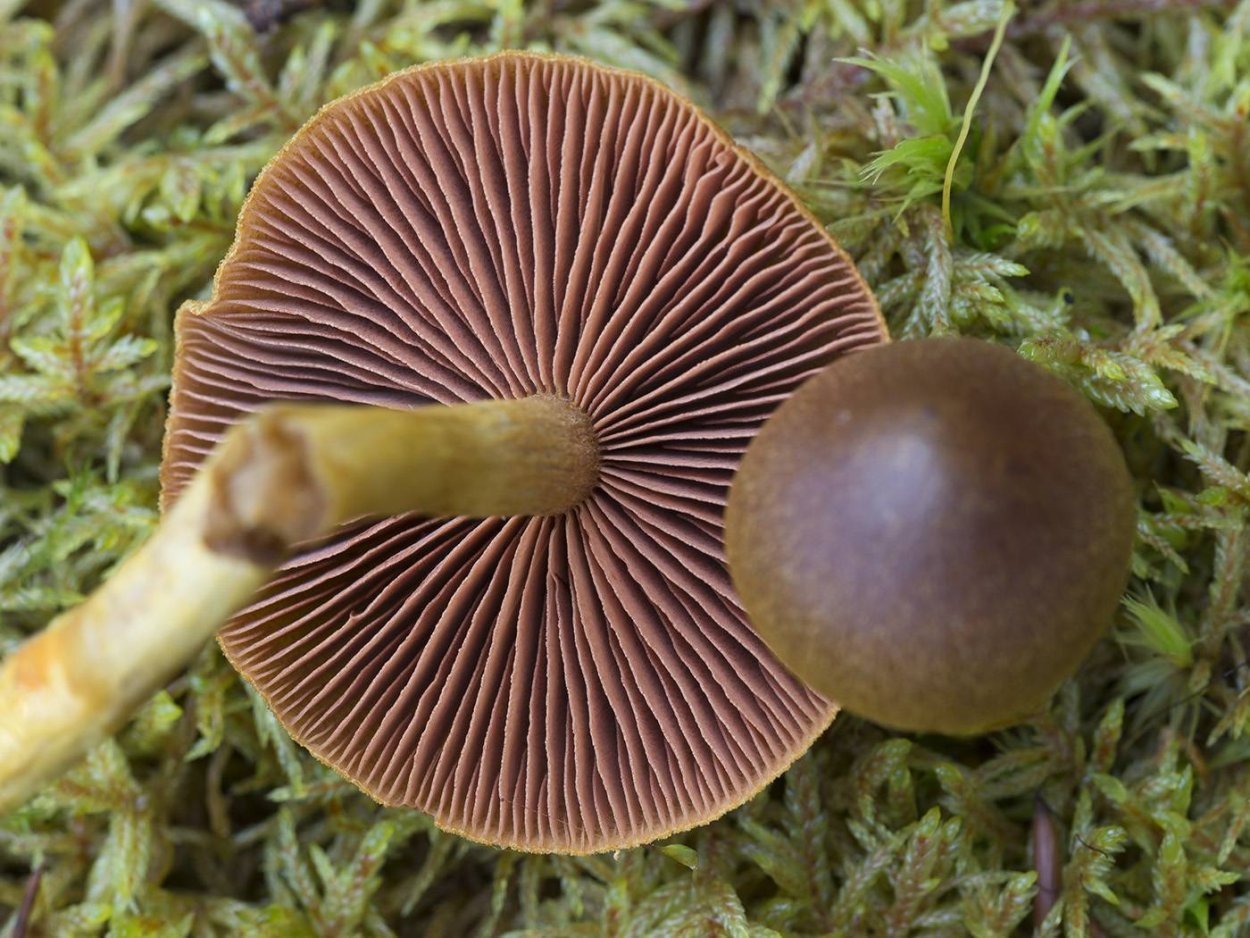 Паутинник браслетчатый