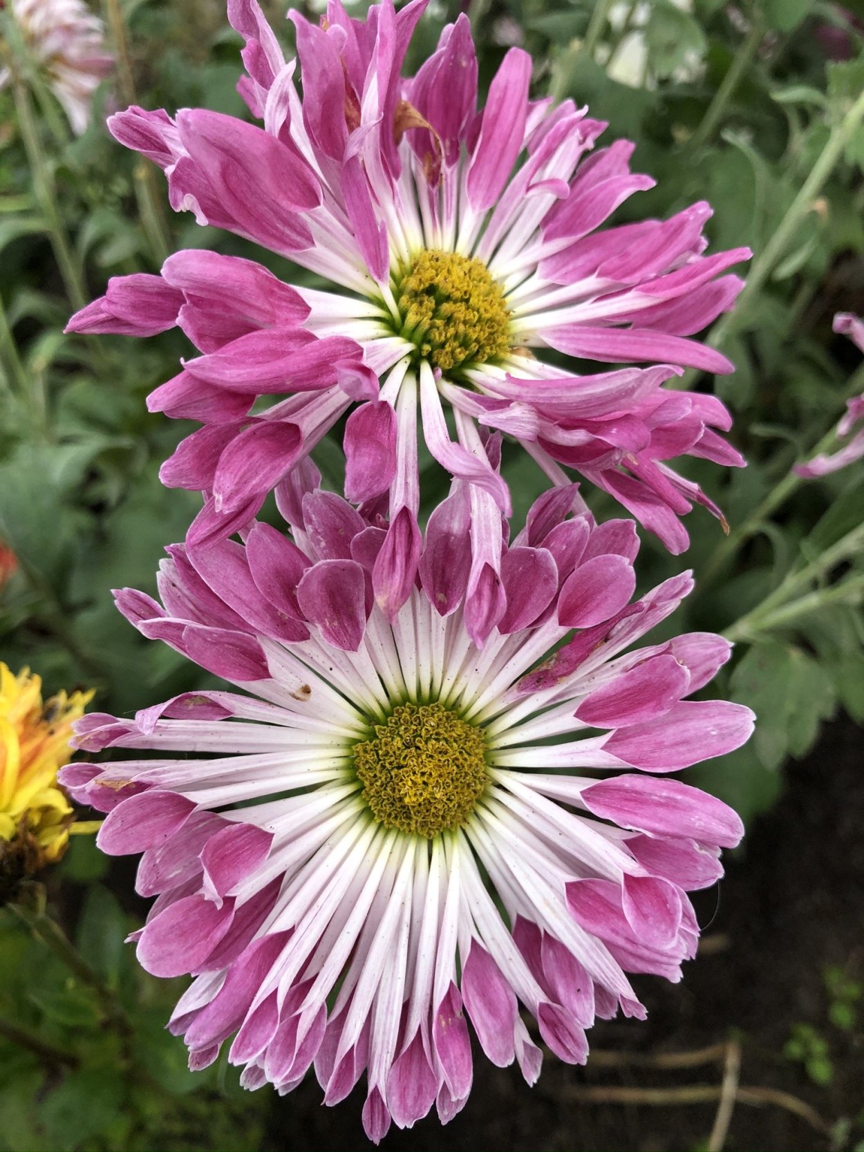 Хризантема сорт Олина