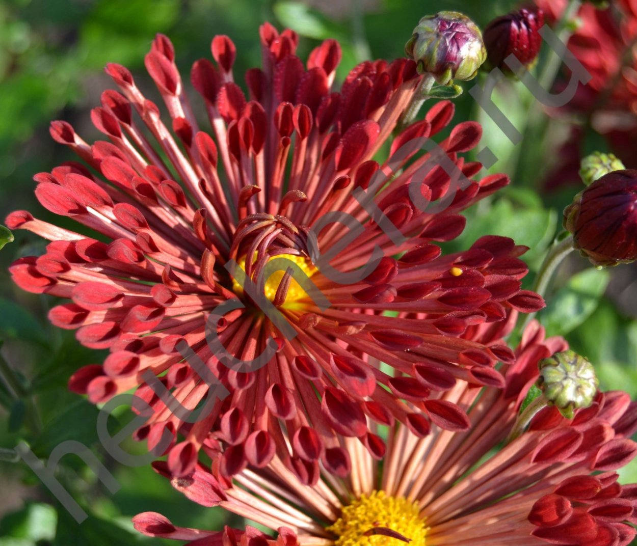 Хризантема танго