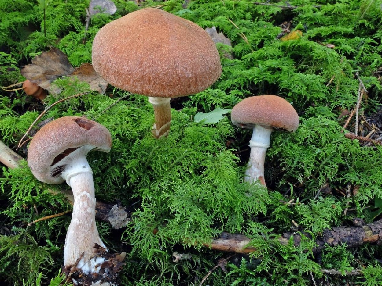 Cortinarius паутинник
