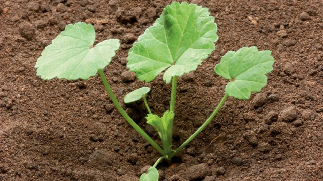 Просвирник пренебреженный