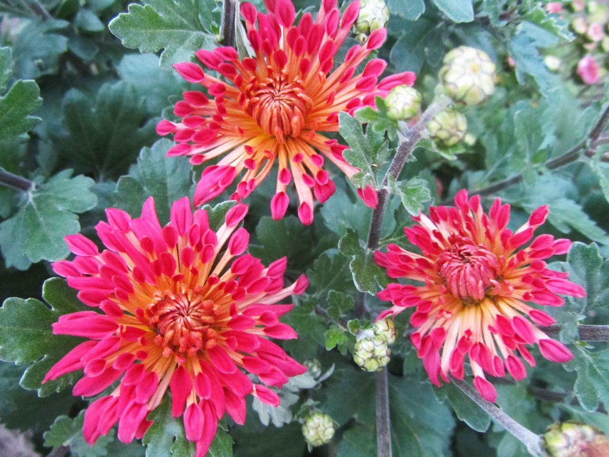 Хризантема корейская улыбка осени