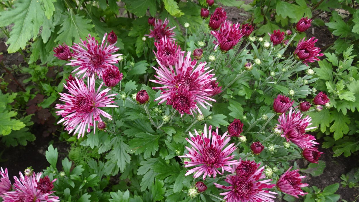 Хризантема кустовая Раиса