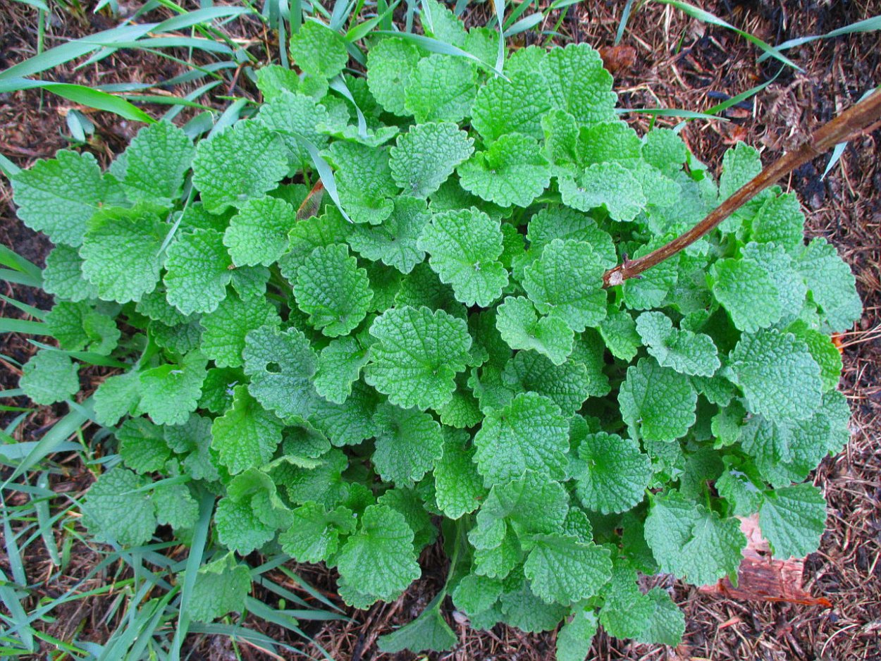 Сорняк белокудренник