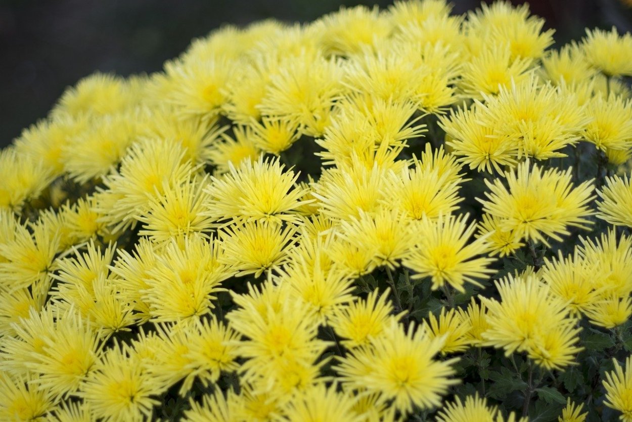 Хризантема Мидори