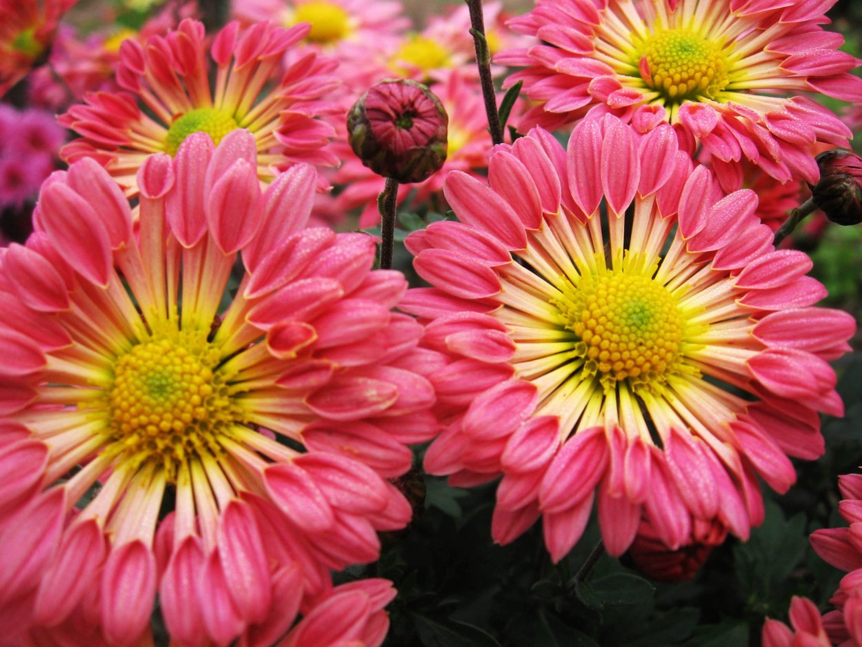 Хризантема корейская ложковидная