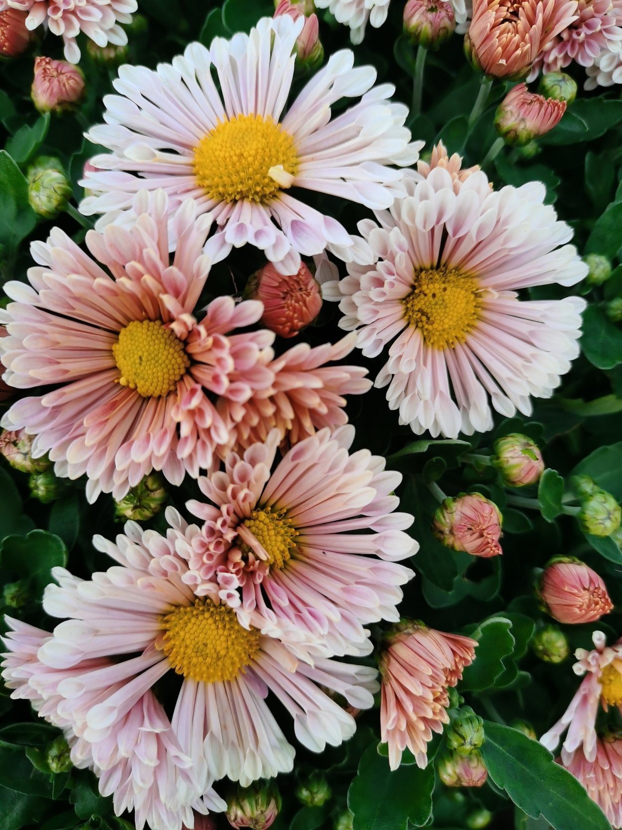 Хризантема Прада Пурпл