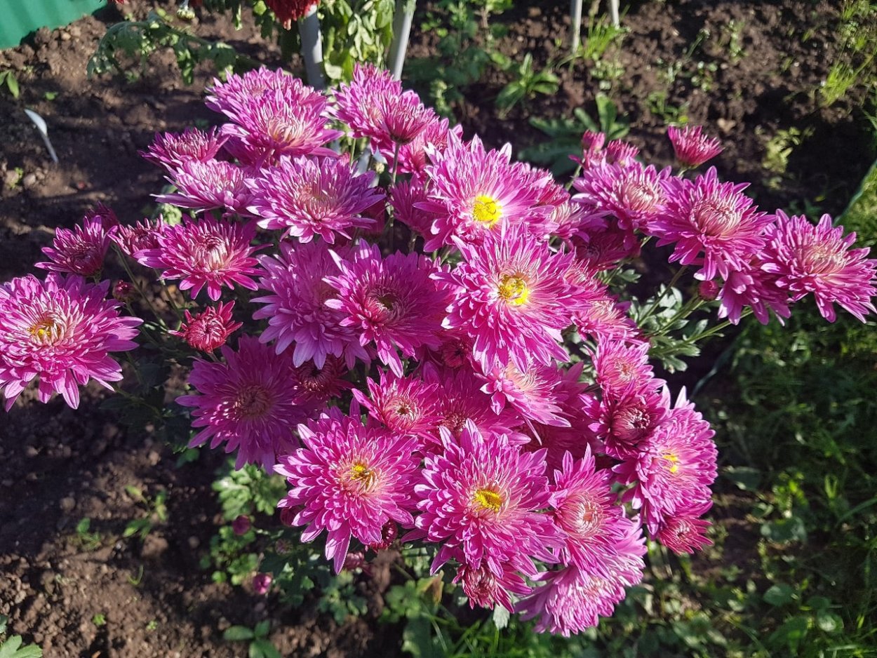 Хризантема корейская Меотида