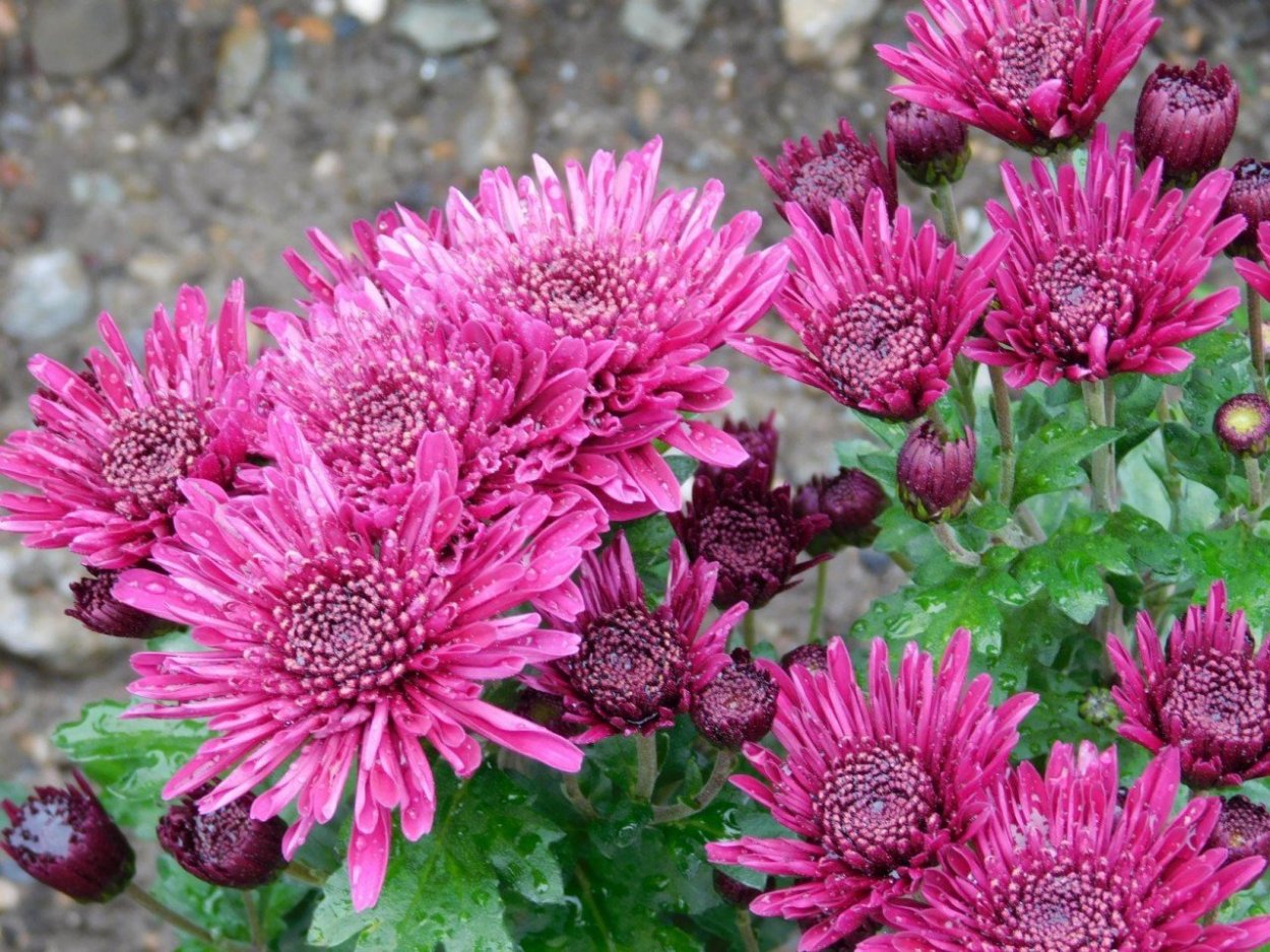 Хризантема Эвелин Буш