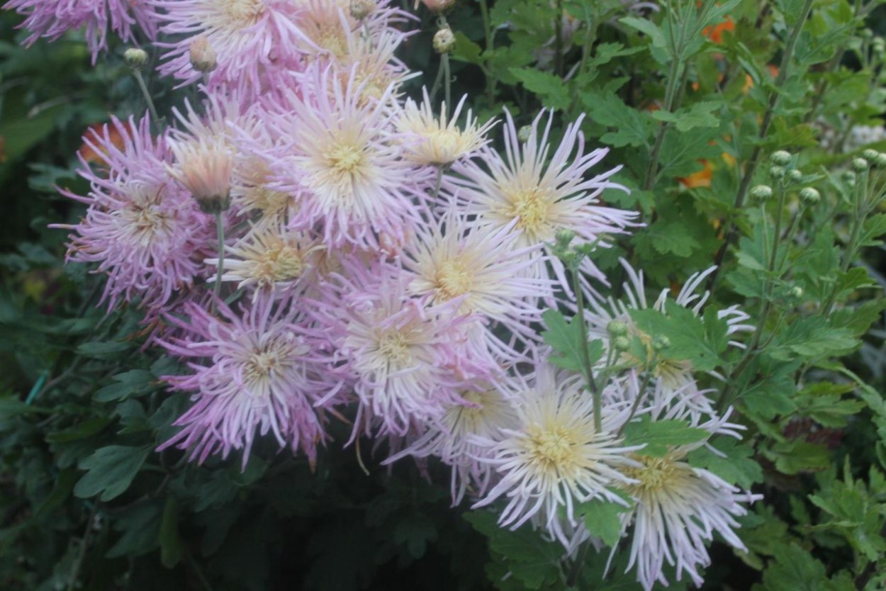 Хризантема Чусан Вайолет