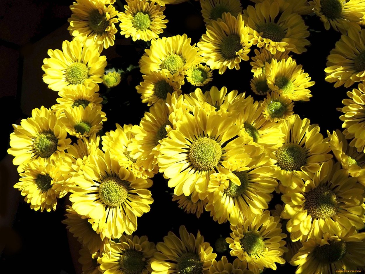 Хризантема Болотная