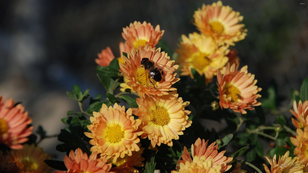 Хризантема Кассандра бронз