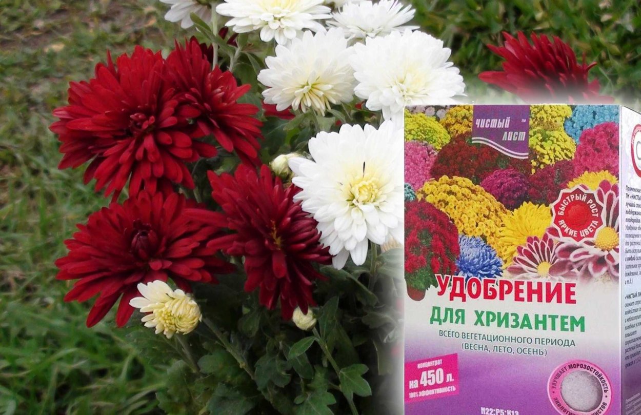 Хризантема Космо Еллоу