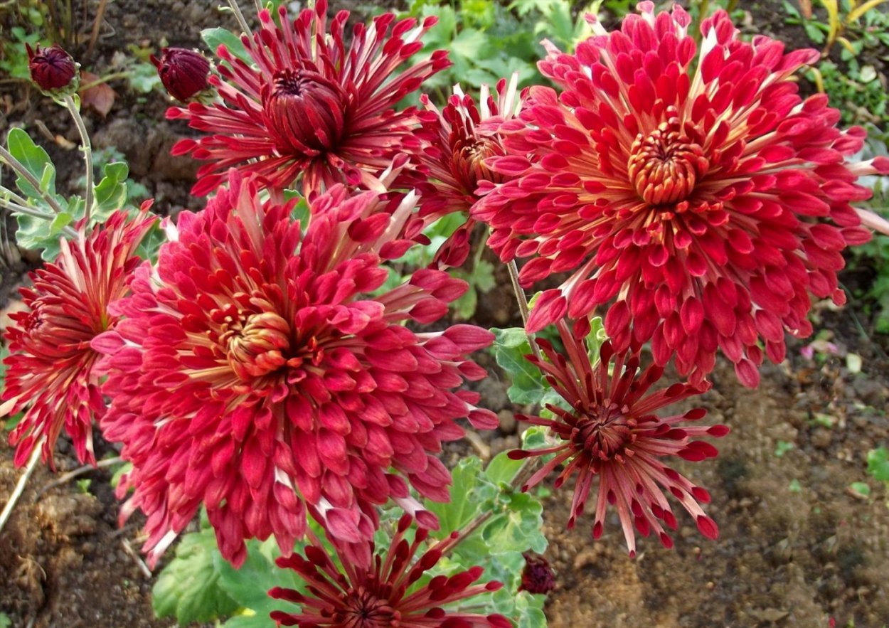 Хризантема корейская темные реснички