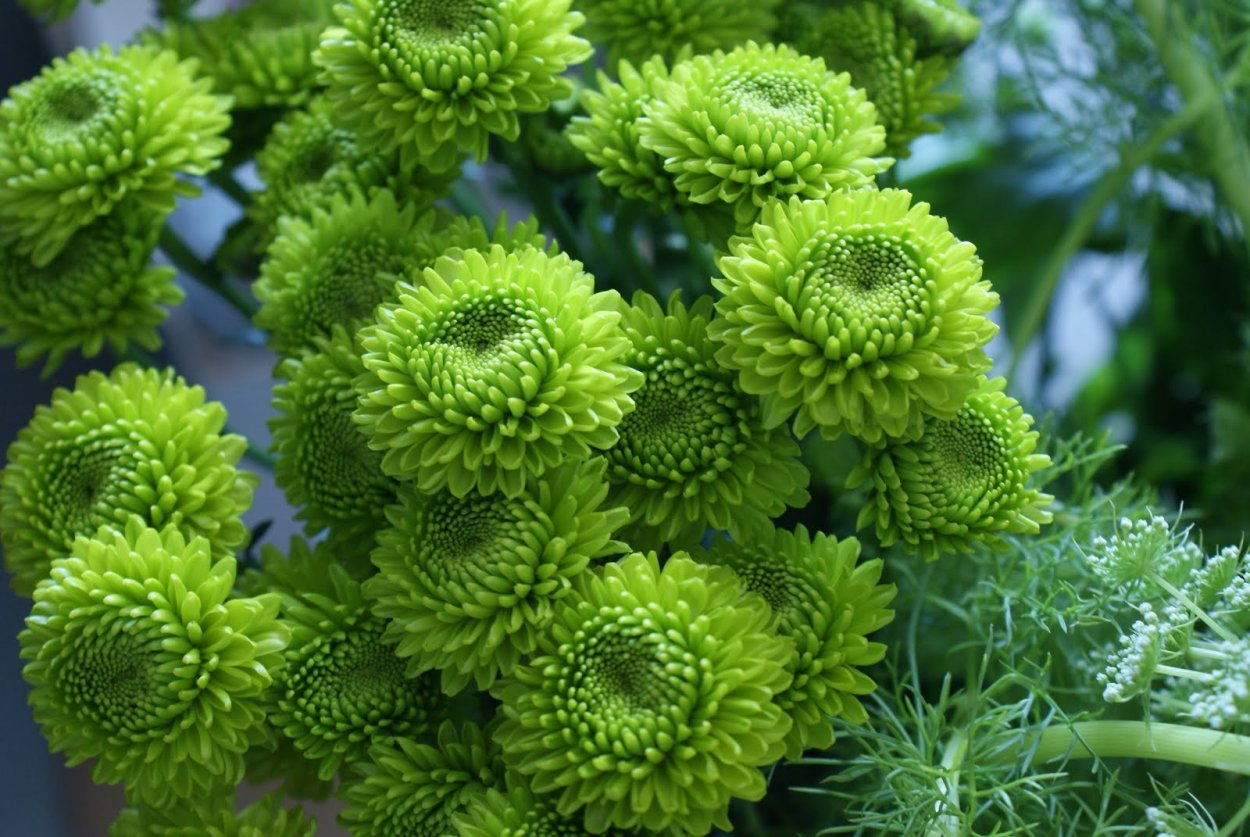 Удобрения для хризантем