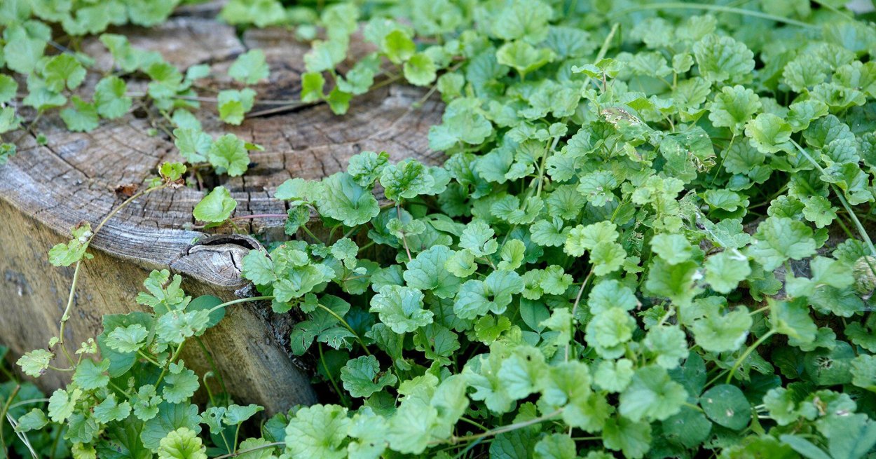 Будра плющевидная листья