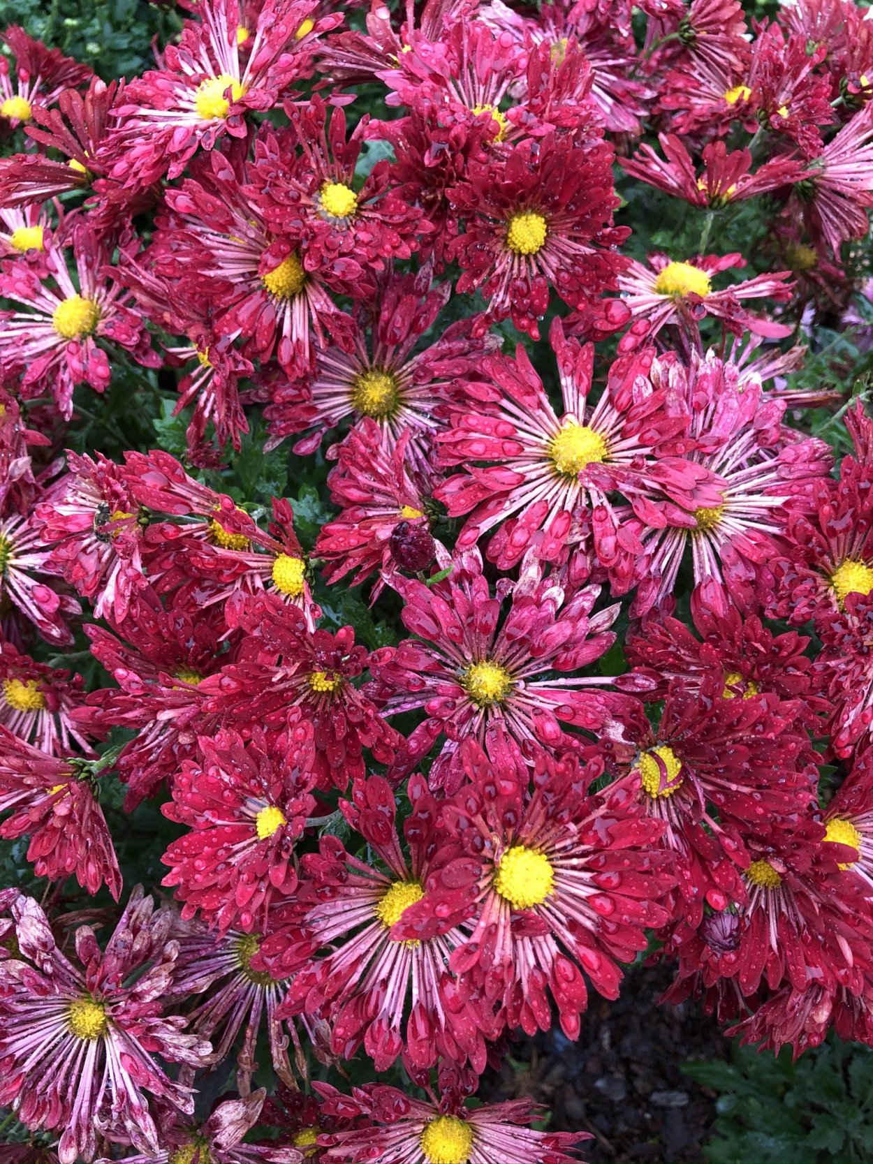 Хризантема корейская Резея