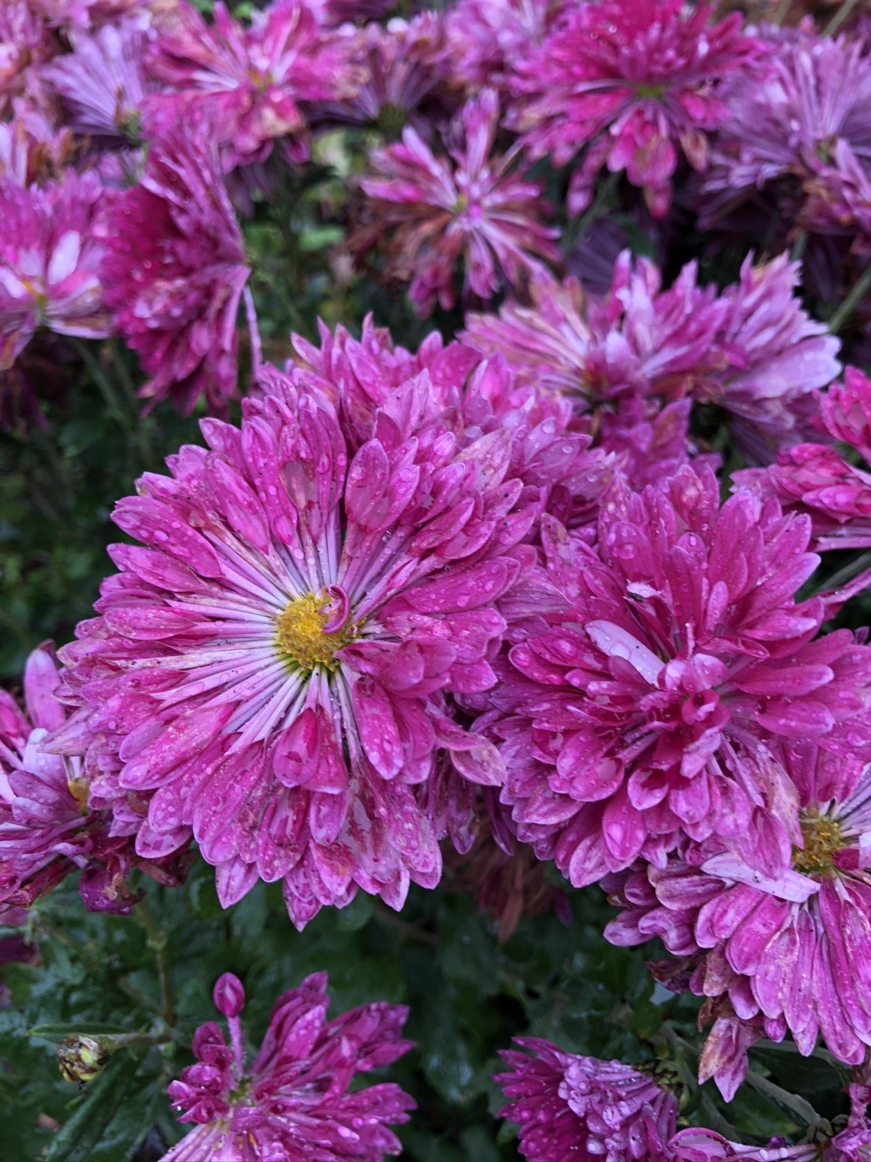 Хризантема корейская Эверест