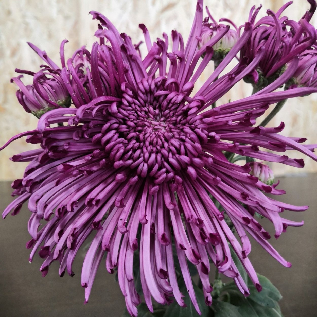 Хризантема корейская Липстик