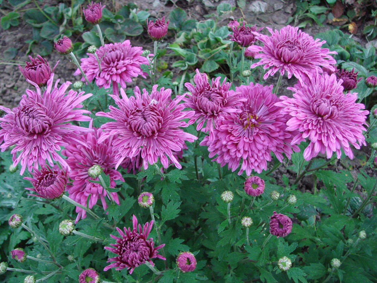 Хризантема мультифлора Ванилла