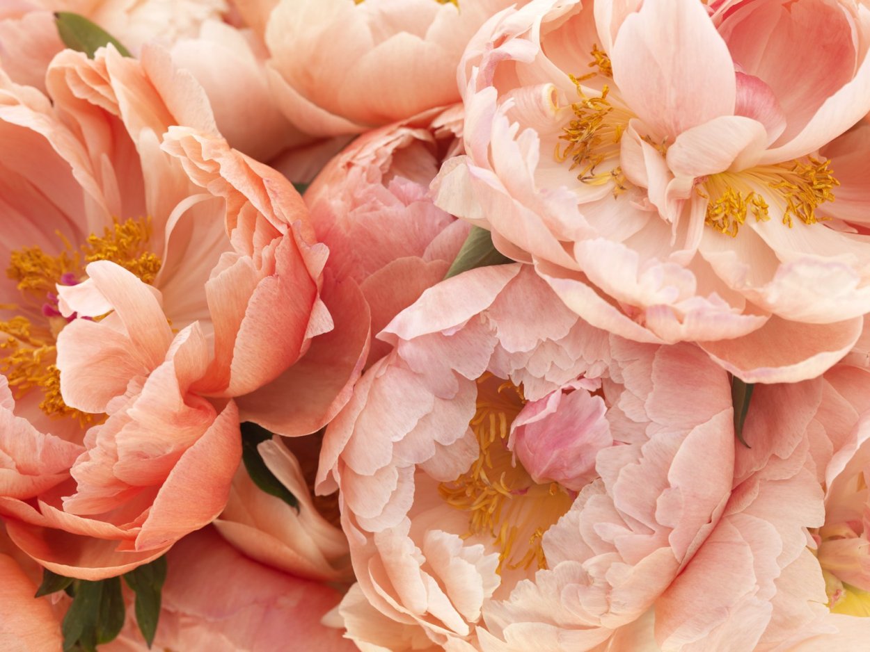 Orange Victory пион