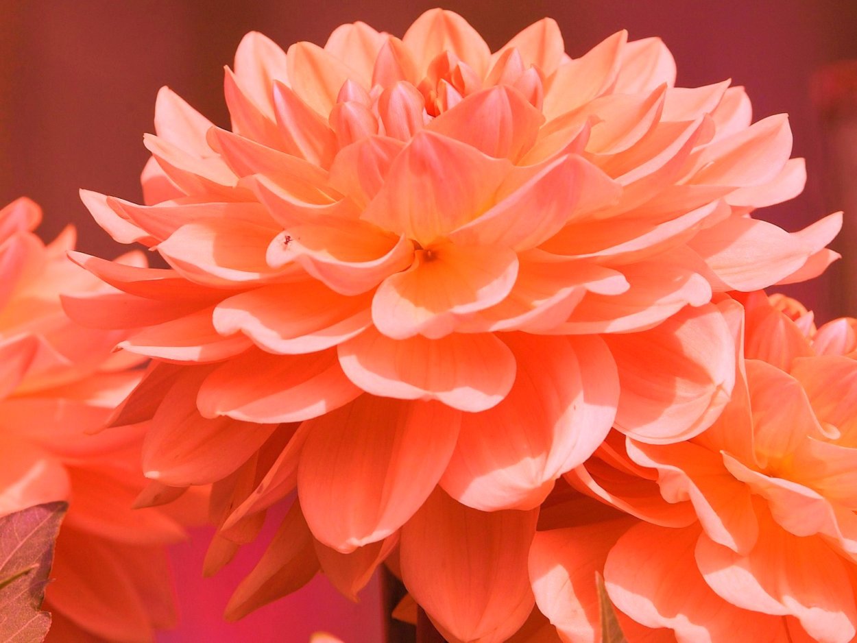 Роза Остин оранжевая саммер Сонг