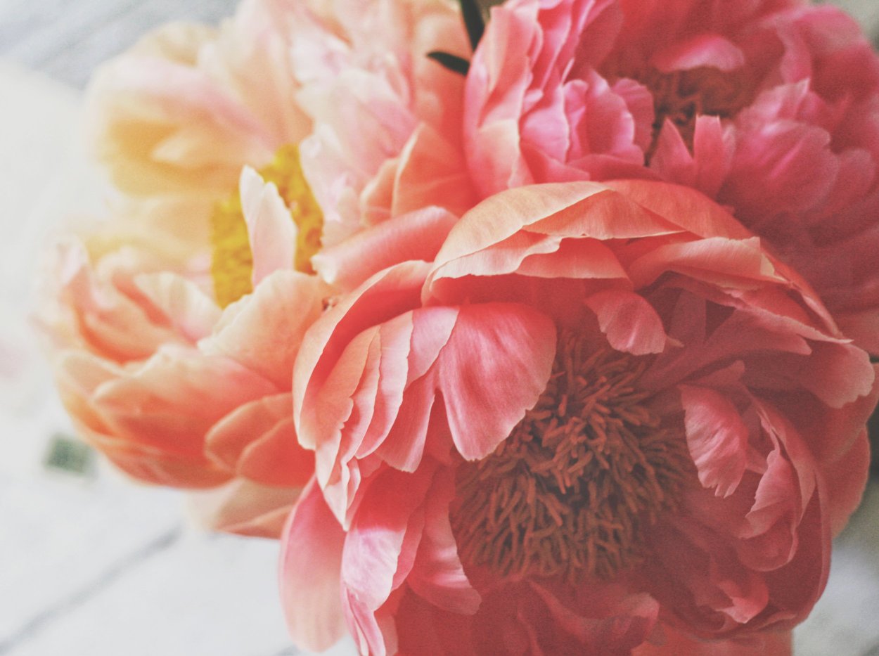 Эстетические цветы