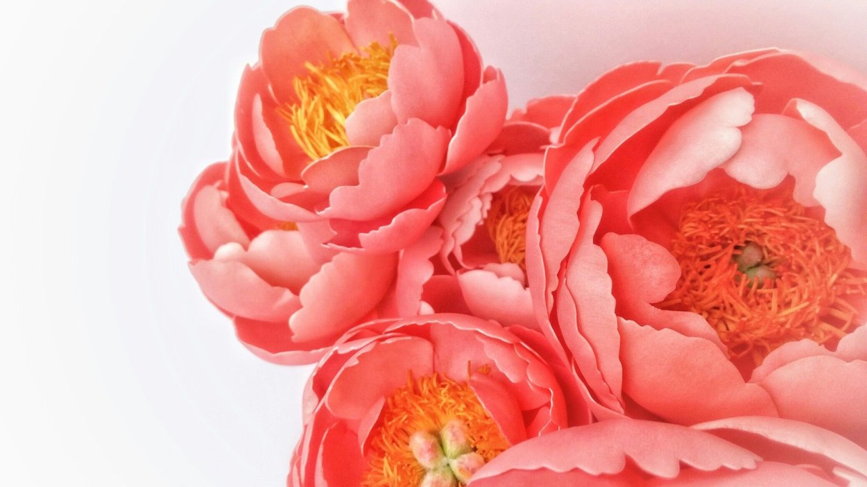 Ранункулюс оранж