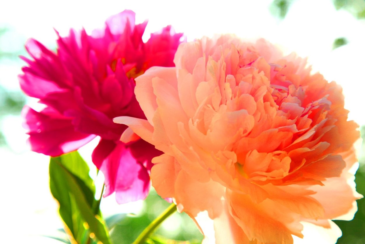 Оранжевые пионы