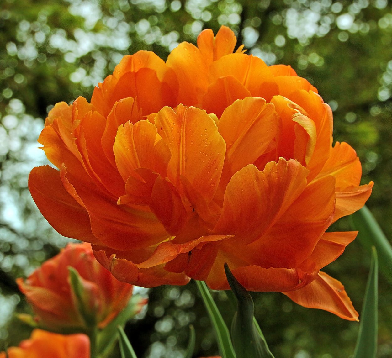 Роза оранж пион