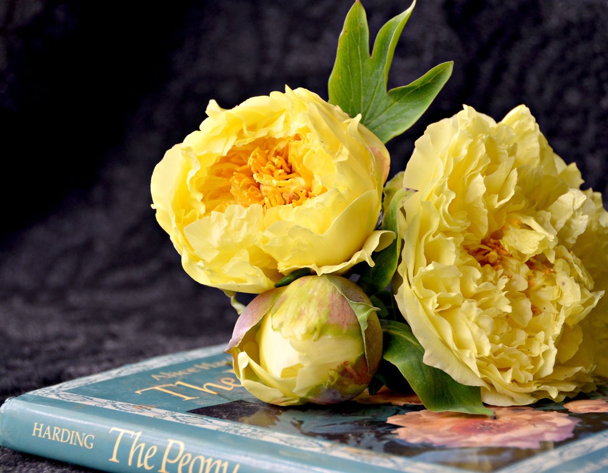 Пионы оранжевые куст