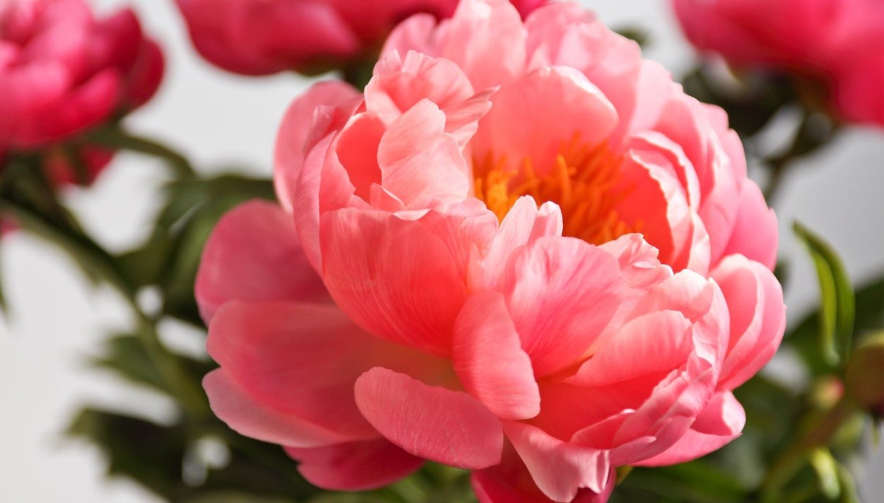 Ранункулюс Пикоти оранж