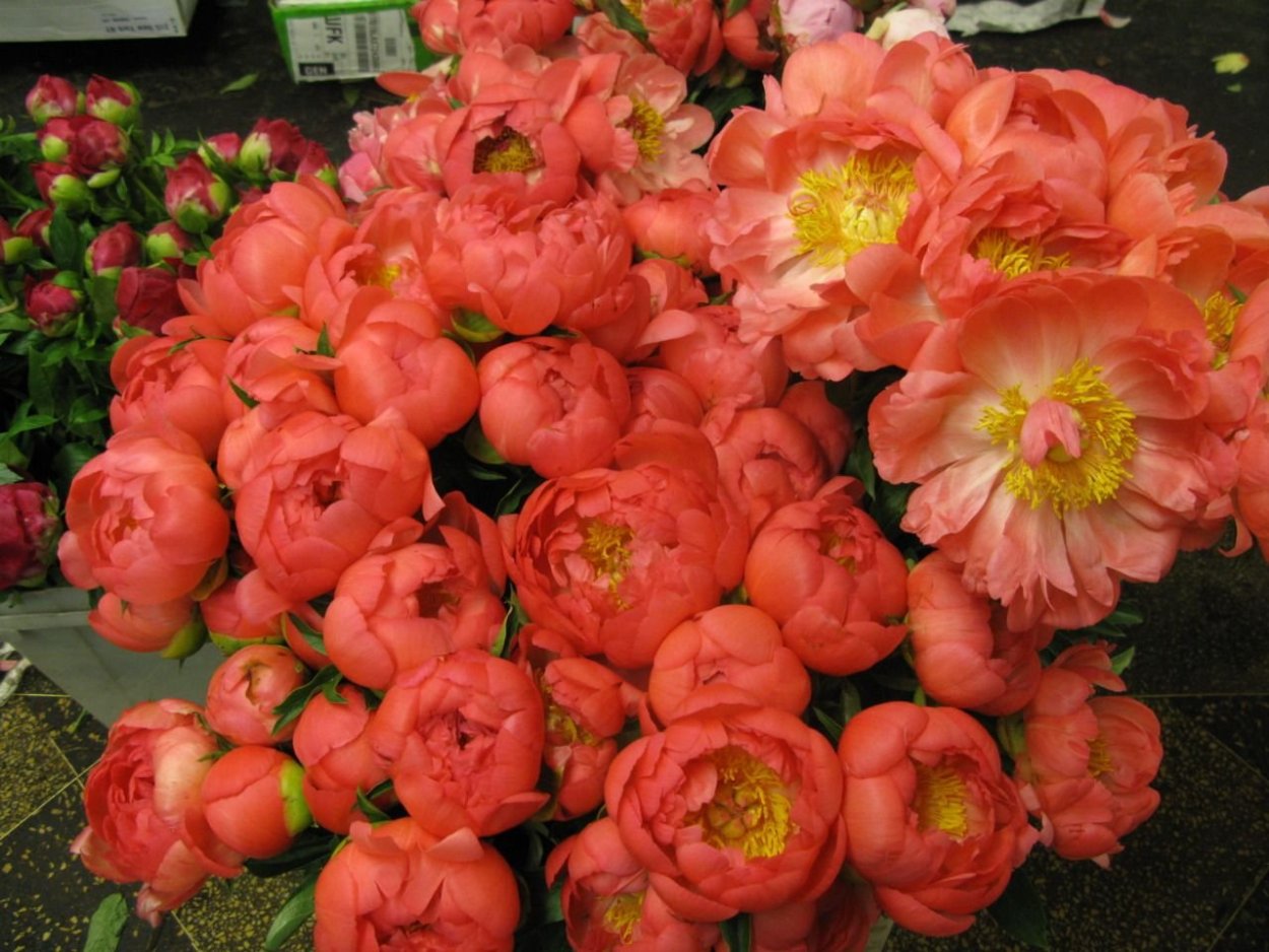 Пион терракотовый