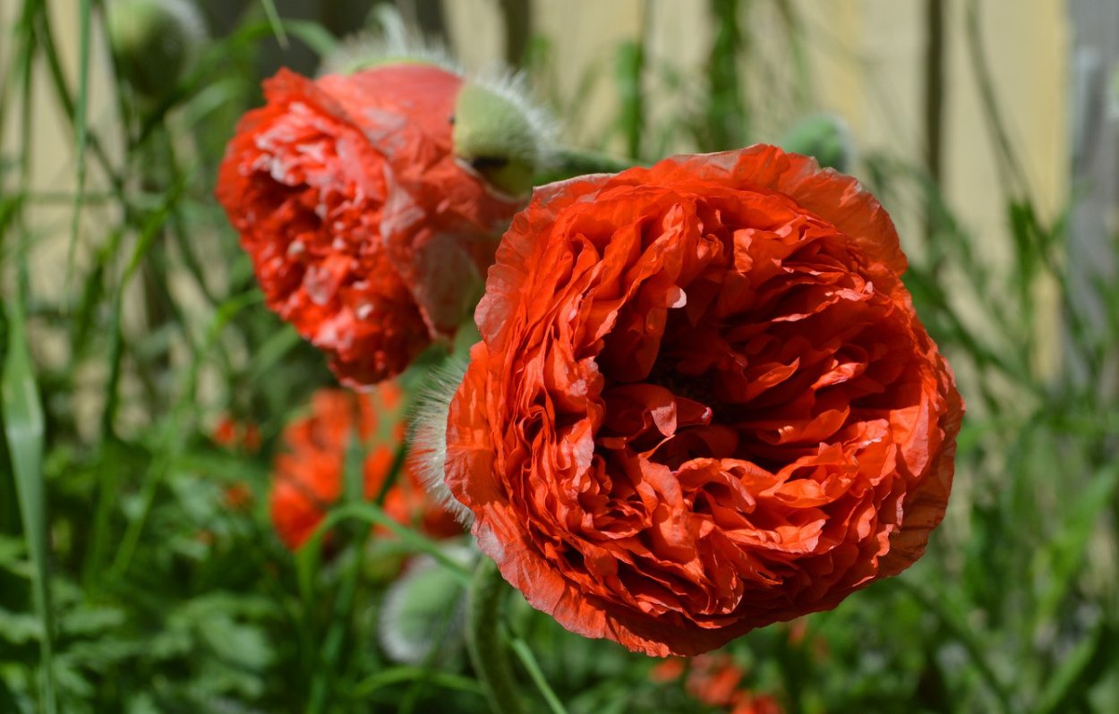 Оранжевые пионы