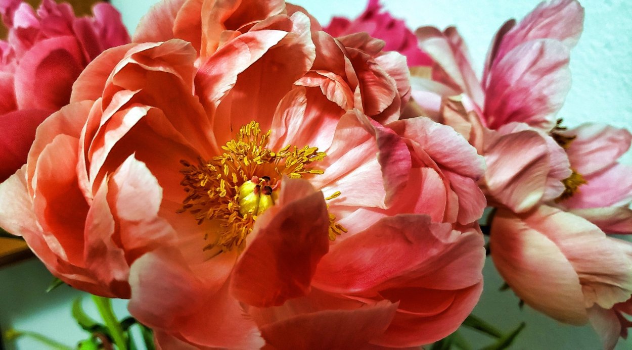 Коралловые пионы Корал
