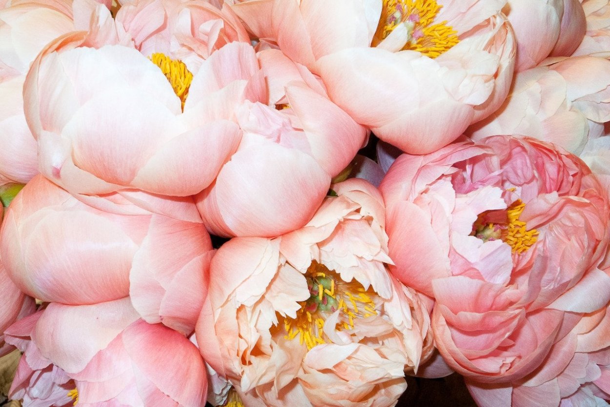 Ранункулюс оранжевый