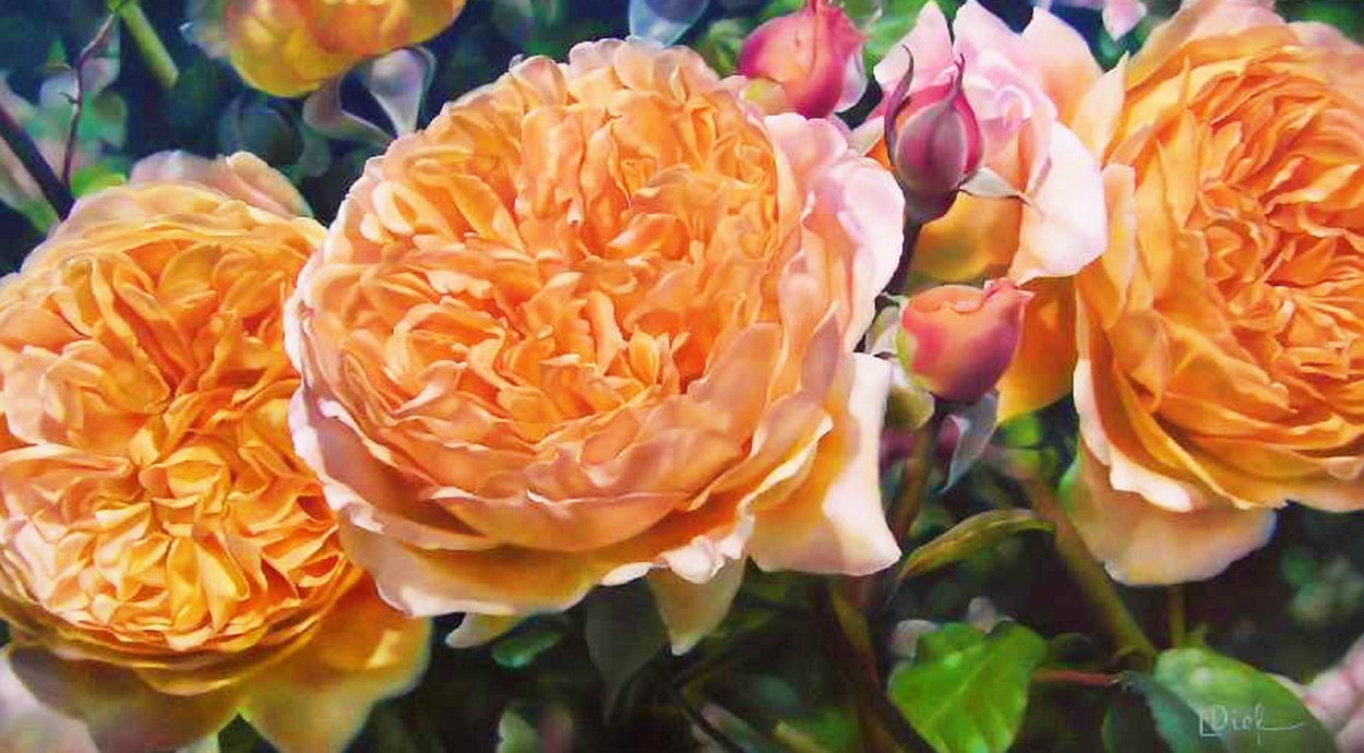 Пион сверху