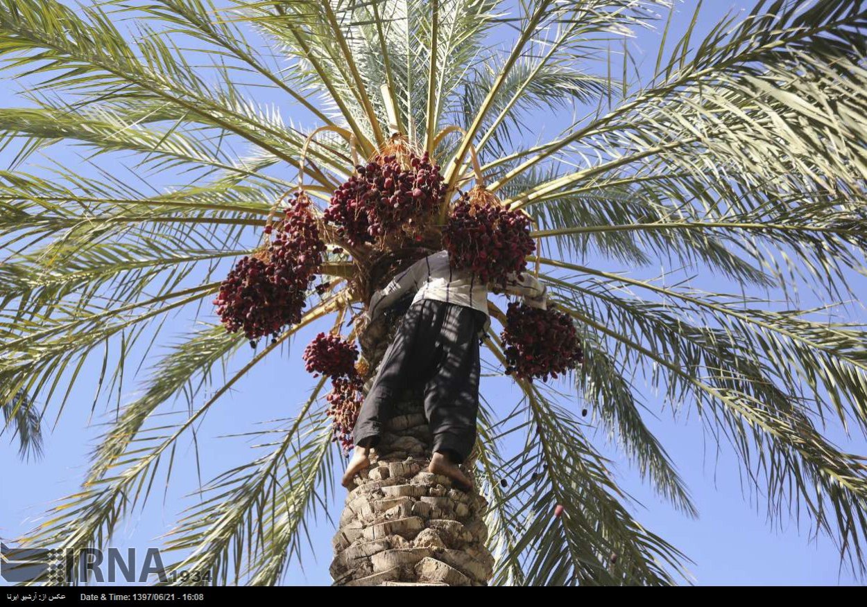 Финики Королевские Иран