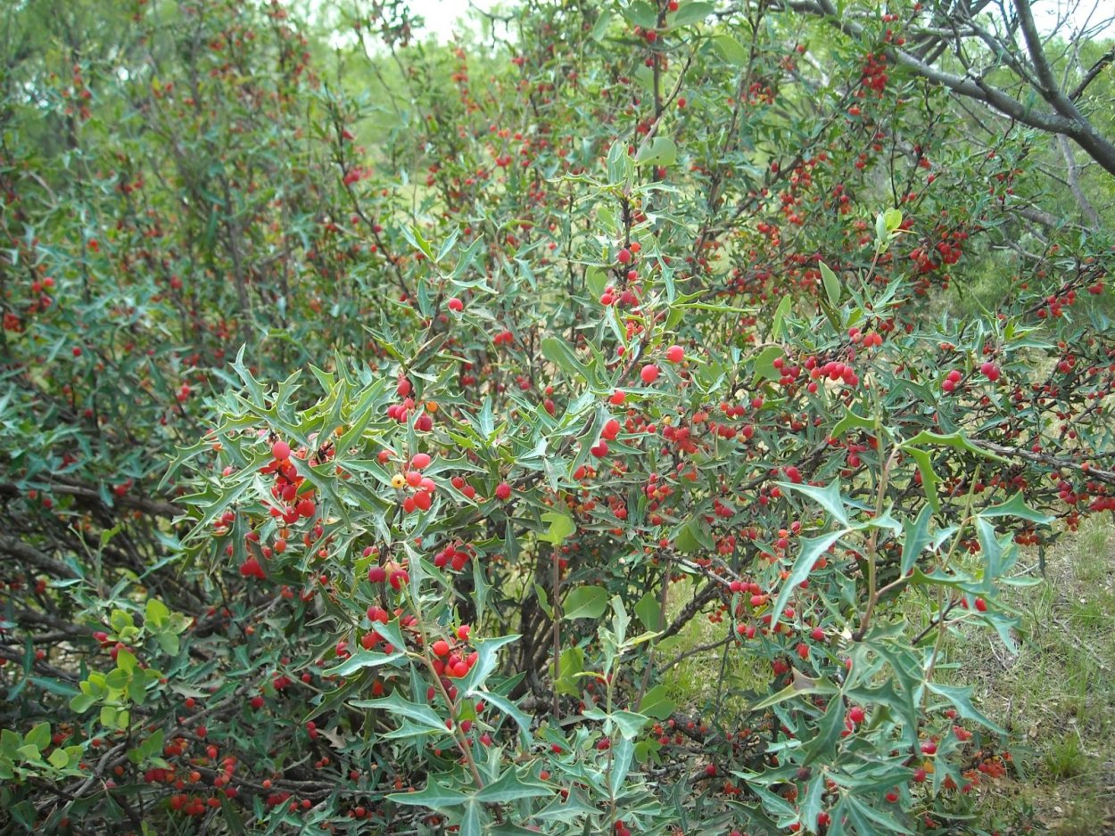 Дикорастущие кустарники Урала