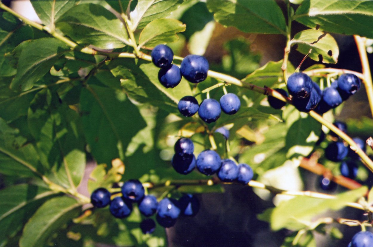 Несъедобные ягоды Краснодарского края