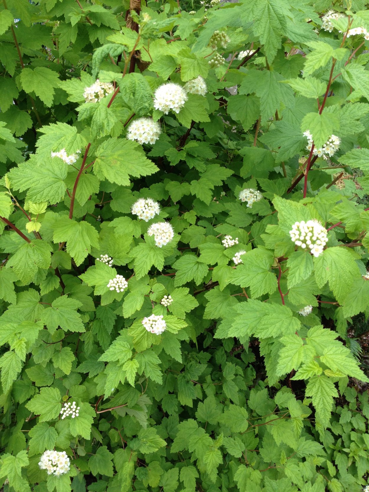 Physocarpus monogynus