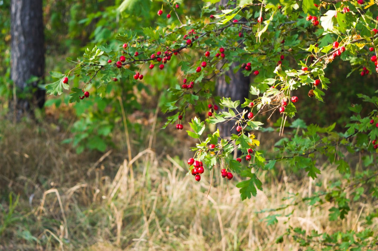 Калина и шиповник