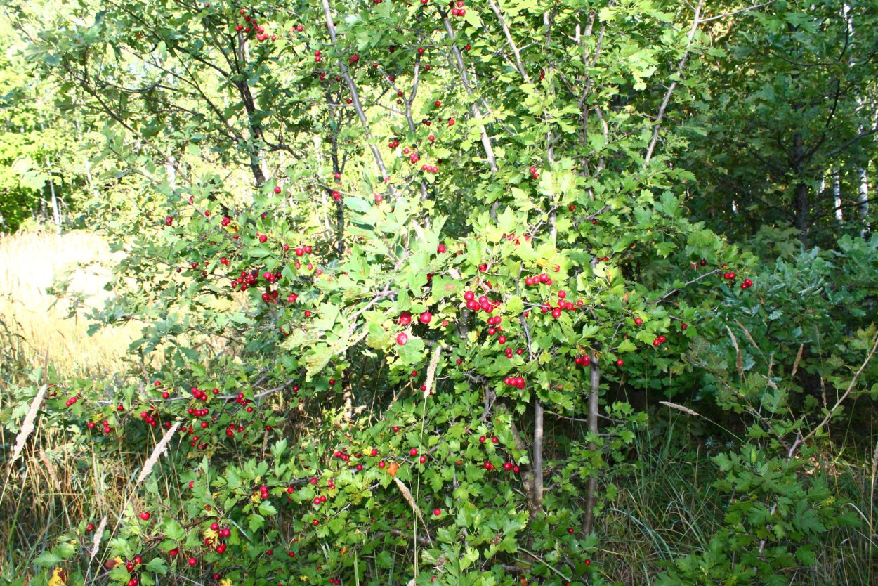Дикий Лесной боярышник