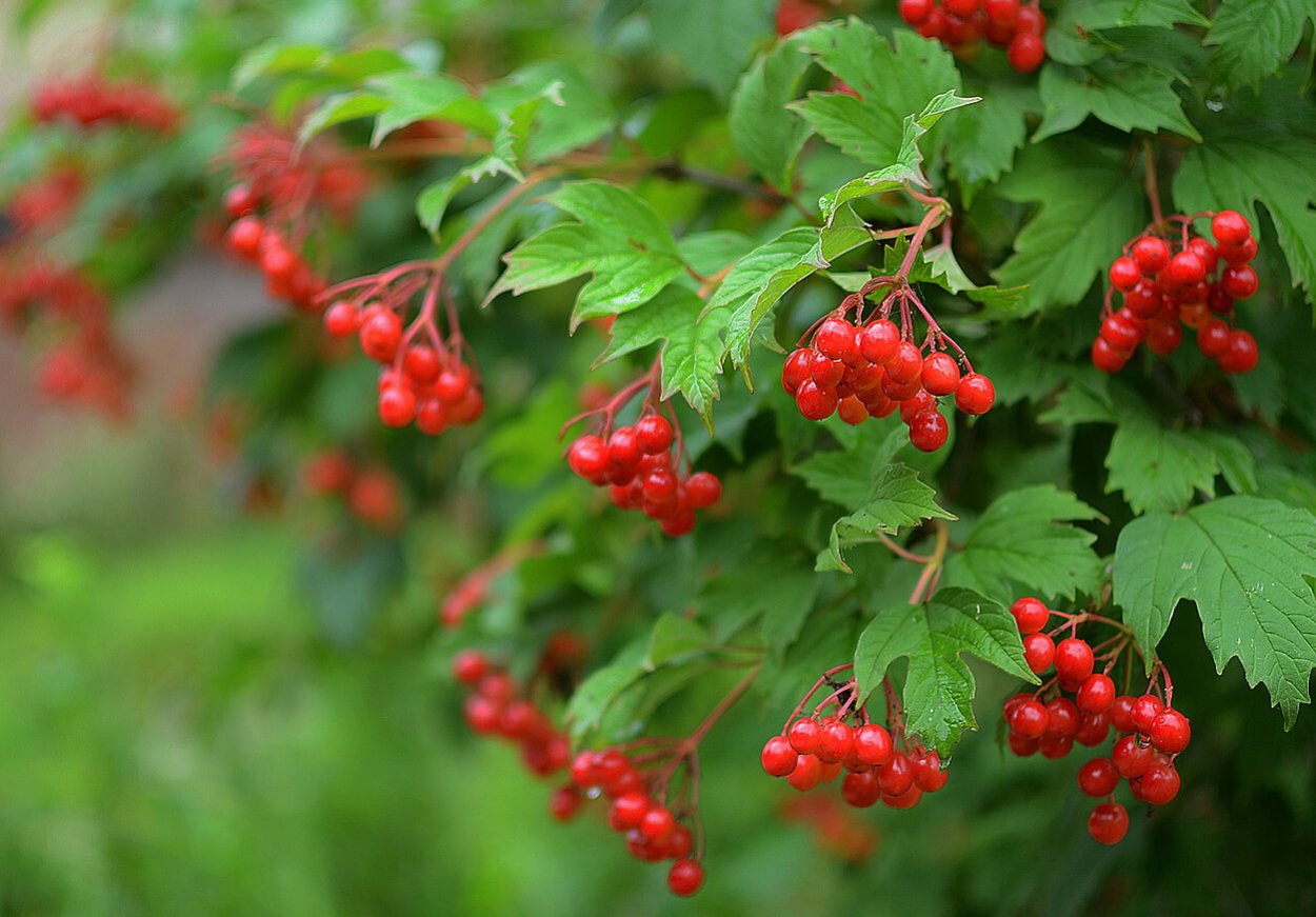 Калина куст с ягодами