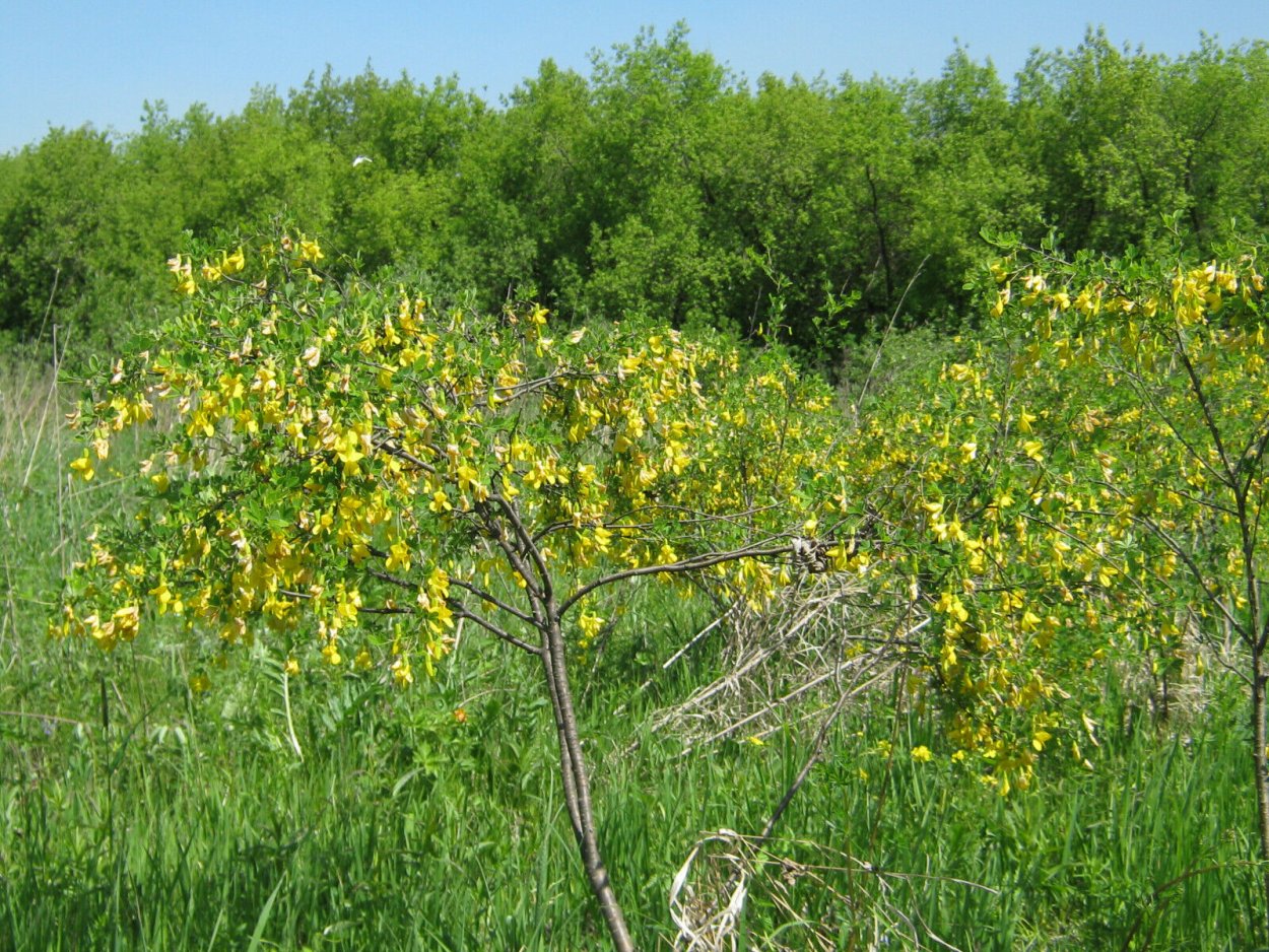 Липа и Акация
