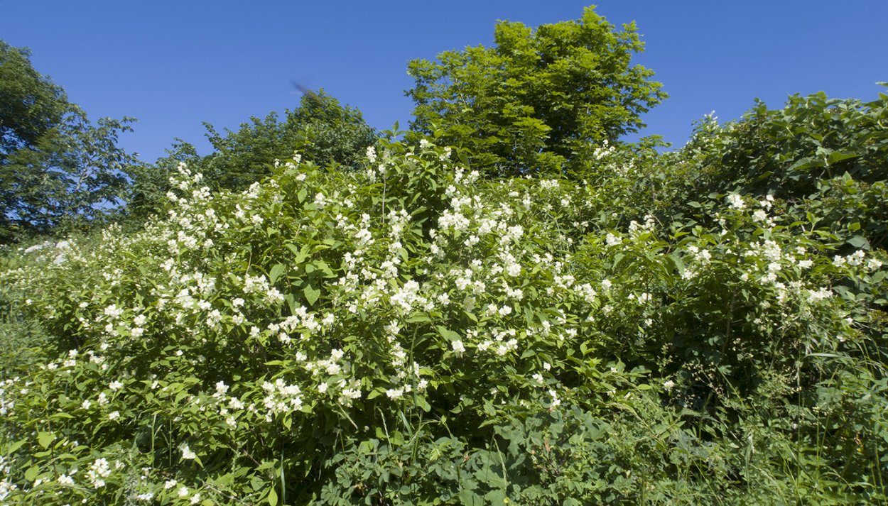 Philadelphus caucasicus куст