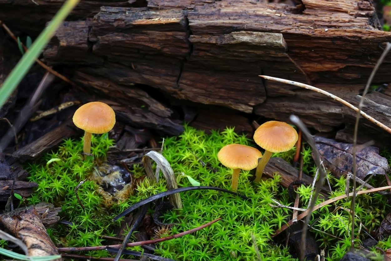 Грибы Краснодарского края