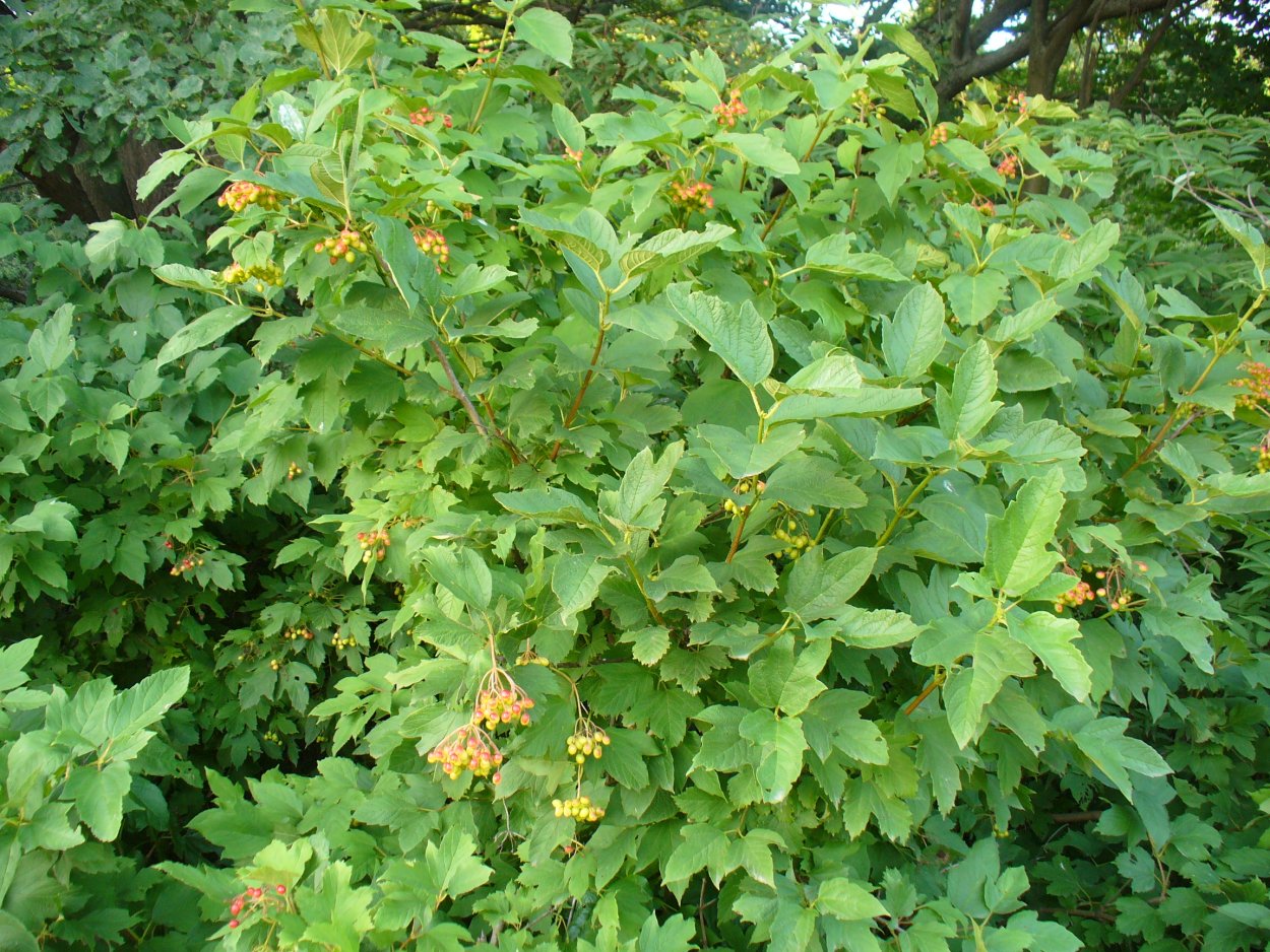 Дикорастущие кустарники Кубани