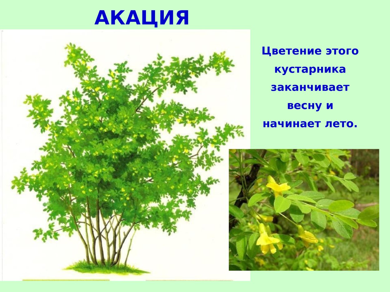Акация куст для детей