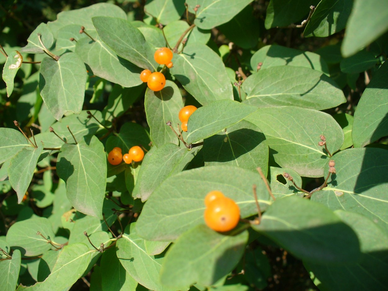 Жимолость Лесная